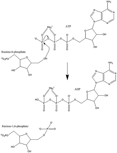 File:AbhinavBiochemMechanism.JPG