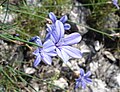 Thumbnail for version as of 09:37, 28 May 2005