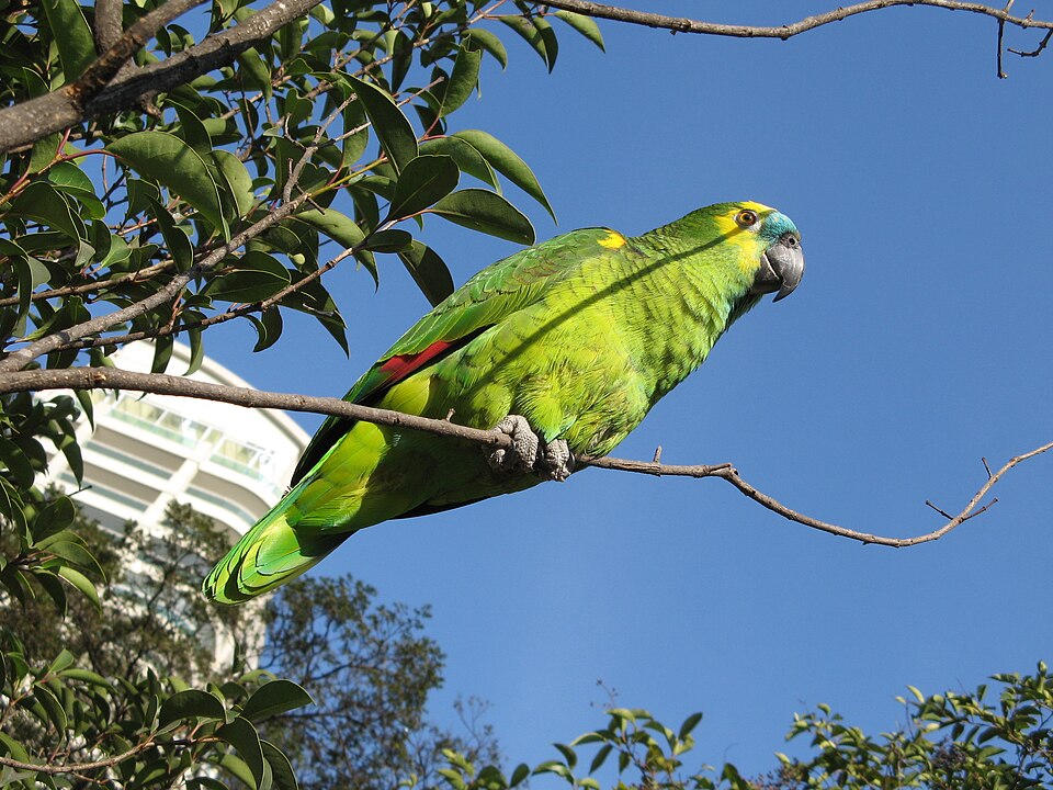 File:Blue-fronted Amazon (Amazona aestiva) -8.jpg