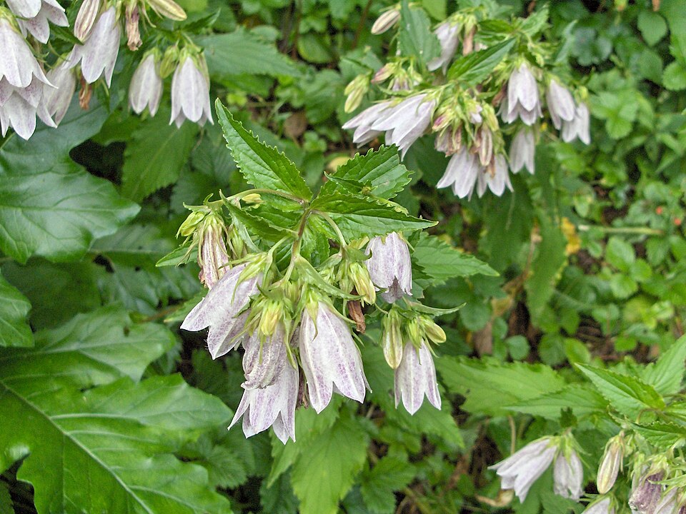File:Campanula takesimana.JPG