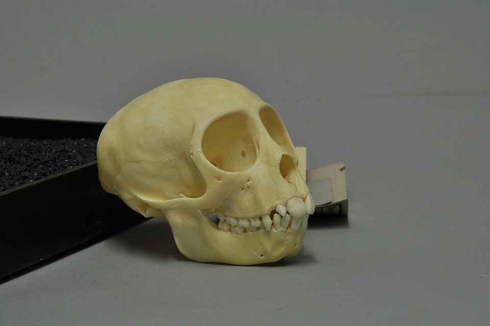 File:Cercopithecus ascanius 04 MWNH 282.jpg