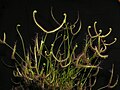 Drosera binata since 19.12.2012