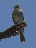 Cordilleran Flycatcher, Upper Crossing Trail, Bandelier