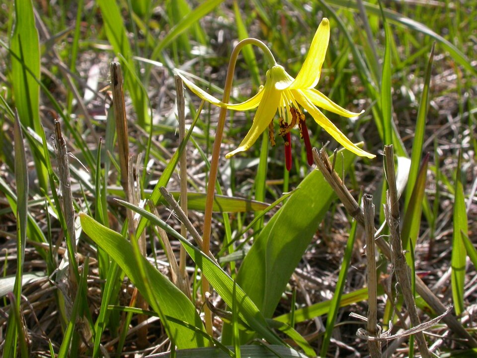 File:Erythronium grandiflorum (3531694919).jpg
