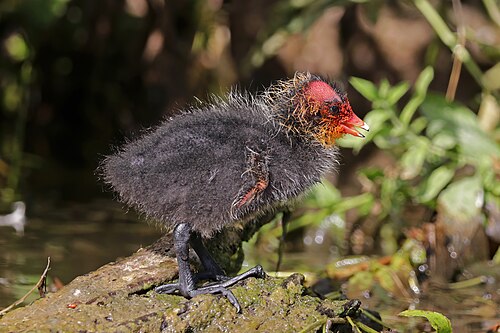 Eurasian coot, juvenile, by Charlesjsharp