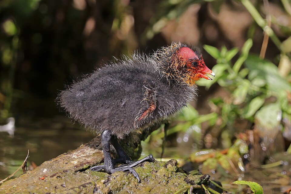 File:Eurasian coot (Fulica atra) juvenile.jpg