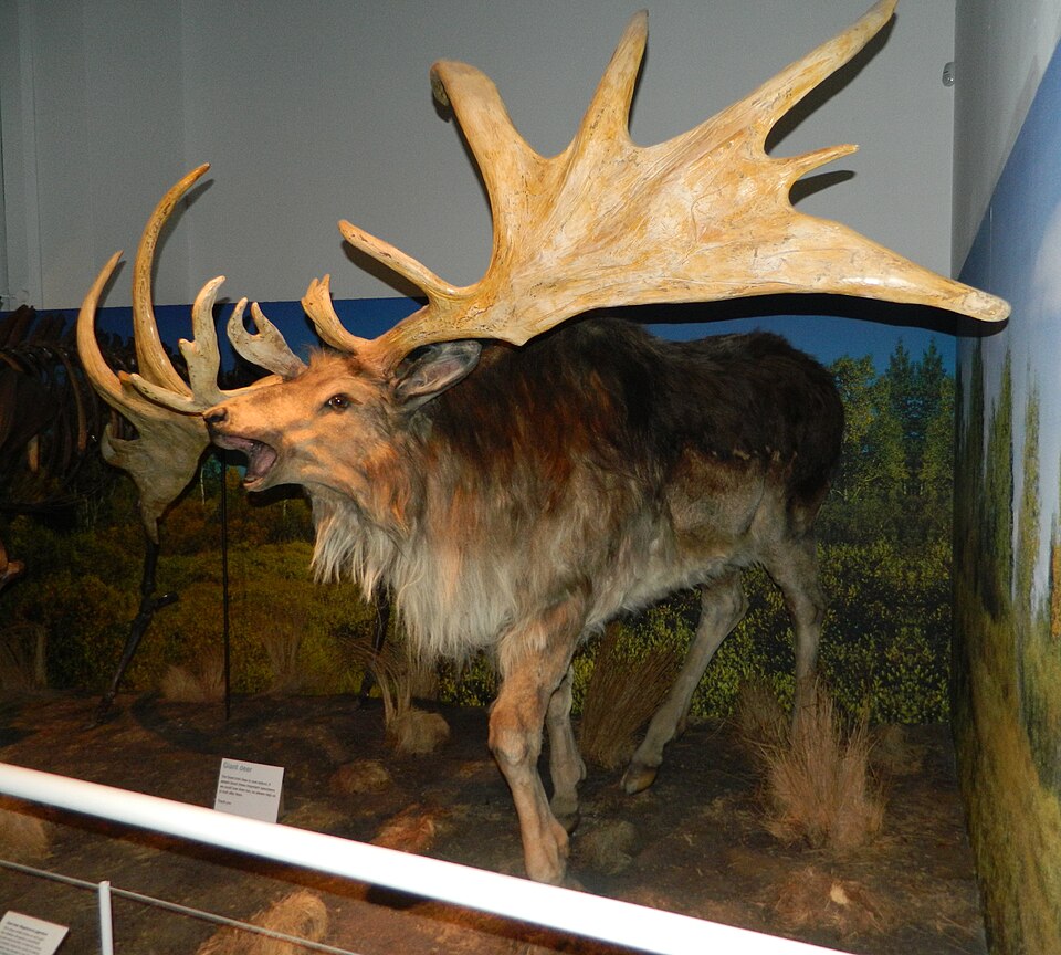 File:Giant deer.JPG