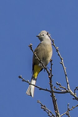 Grey silky-flycatcher Ptiliogonys cinereus molybdophanes Guatemala