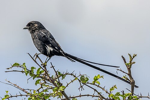 Magpie shrike Urolestes melanoleucos expressus South Africa