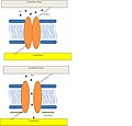 Mammalian hair cell model. Channel opens via tethers in response to a disturbance in either the extracellular matrix or cytoskeleton. Figure adapted from Lumpkin et al.