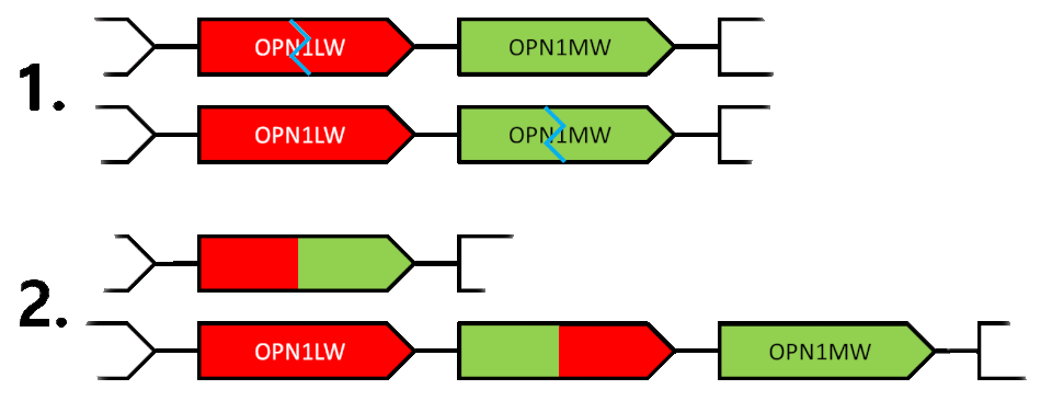 File:OPN-recombination-chimeras.gif