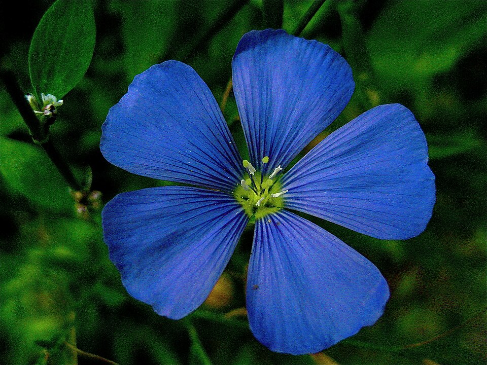 File:Perennial flax or linum perenne.jpg