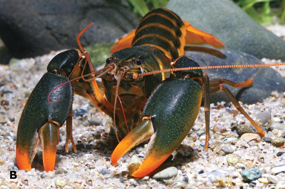 File:Cherax snowden habitus (B) male Indonesia.jpg