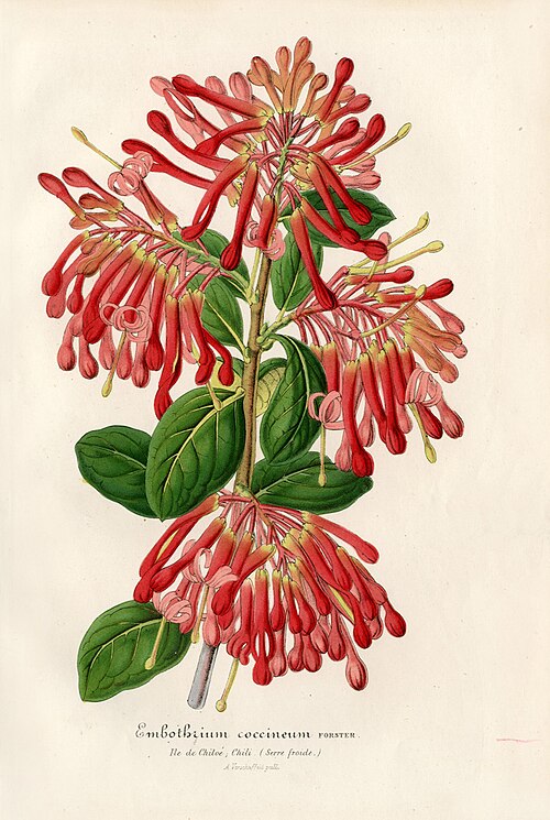 File:Embothrium coccineum00.jpg