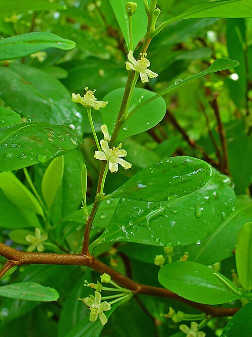 File:Erythroxylum coca 002.JPG