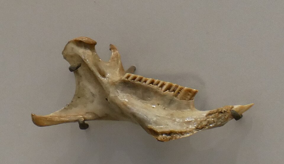 File:Isolobodon.jpg