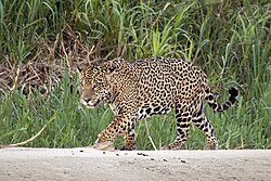 51 mammal speciesfrom the Neotropical Realm