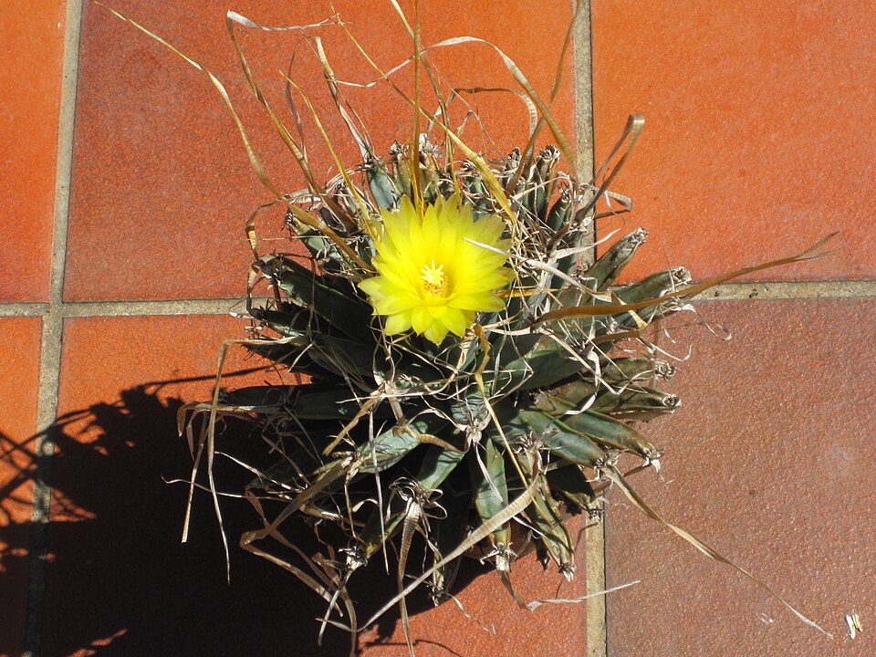 File:Leuchtenbergia principis 4.JPG