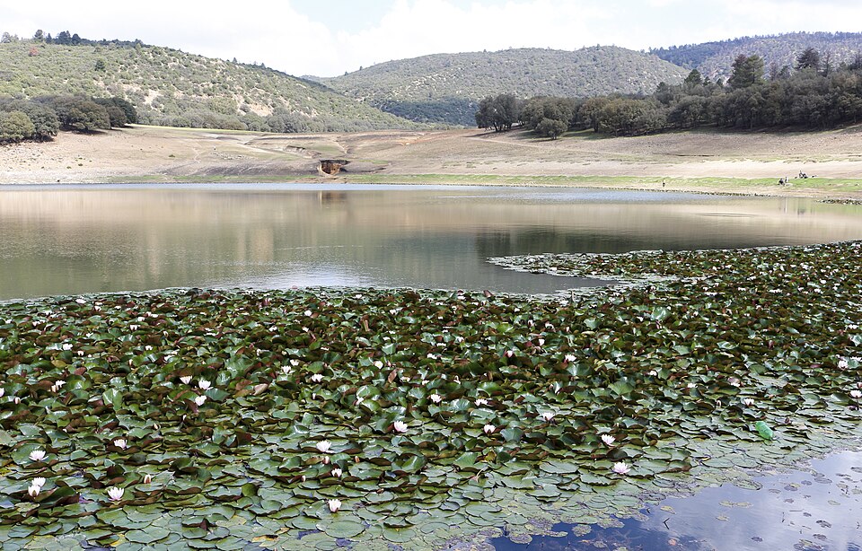 File:Nymphaea alba from lake Iffer 3.jpg