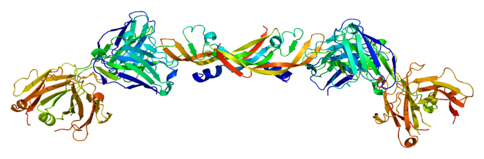 File:Protein VEGFA PDB 1bj1.png
