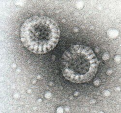 Rotaviruses
