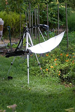 Calendula officinalis lighting setup