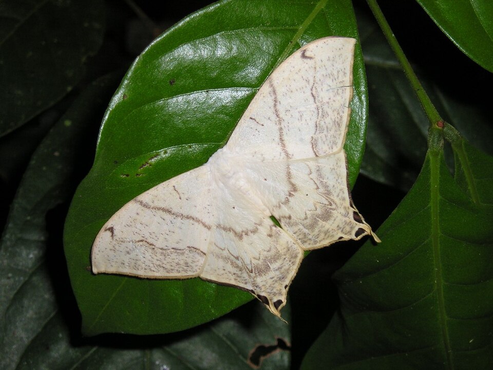 File:Therinia aff. lactucinaP1010486 (2872485436).jpg