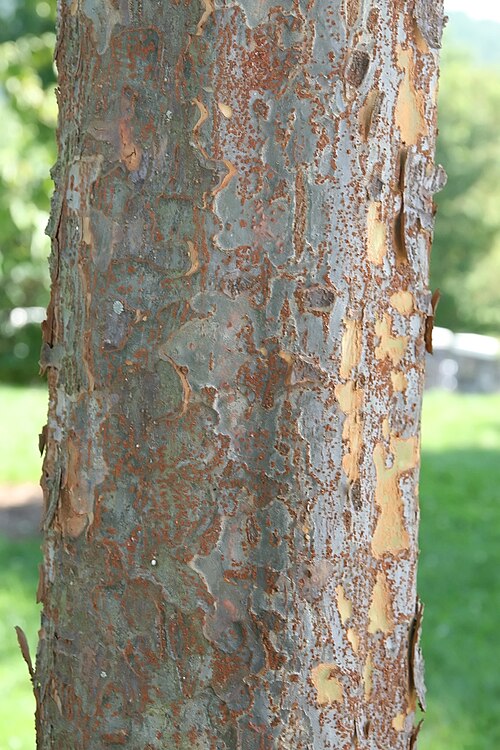 File:Ulmus parvifolia Allee 1zz.jpg