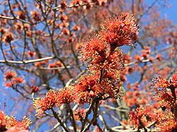 Male flowers