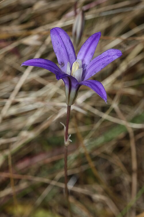 File:Brodiaea coronaria 3124.JPG