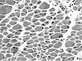 Thumbnail for version as of 19:33, 21 December 2008