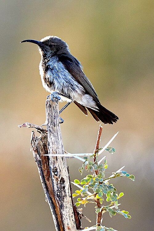 File:Dusky Sunbird Above Thorns 2019-07-26.jpg