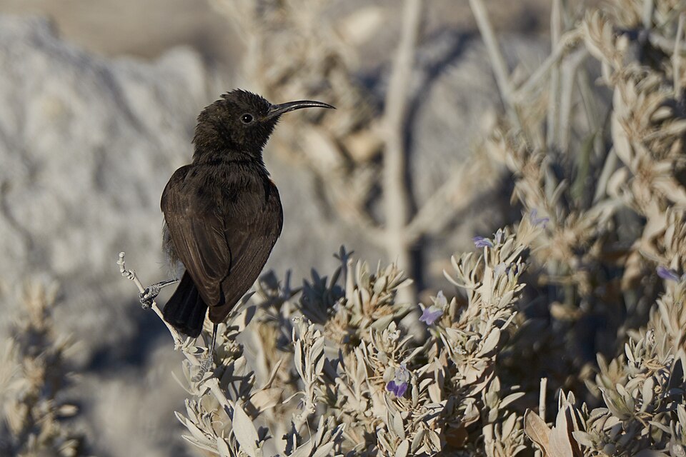 File:Dusky Sunbird Branch 2019-07-26.jpg