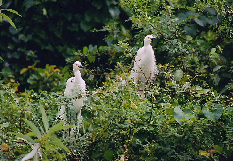 File:Egret pair at Ranganathittu Bird Sancutary.jpg