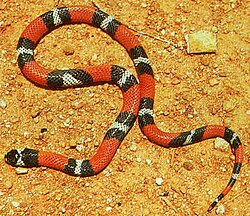 The moderately toxicErythrolamprus aesculapii(the model for both types of mimicry)