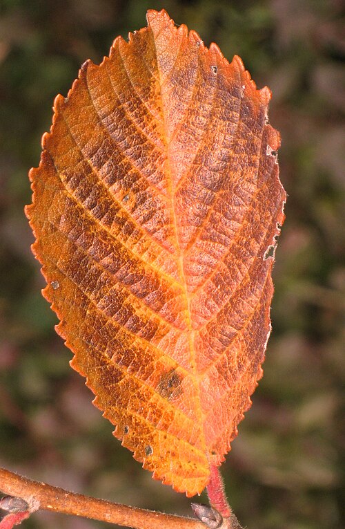 File:Morfeo autumn colour 2.jpg