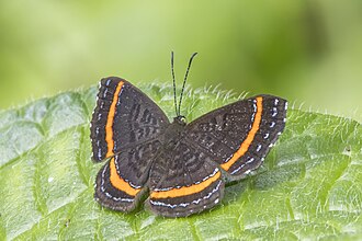 Orange-banded gem Crocozona coecias Ecuador