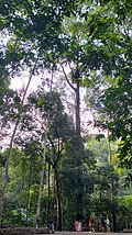 Hopea odorata, Ta-khian trees with a shrine for the spirit Nang Ta-khian, by Na Mueang Waterfalls, Koh Samui, Thailand.