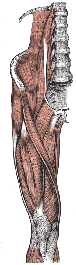 File:Thigh muscles front.png