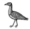 Thumbnail for version as of 07:21, 3 October 2014