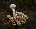 Thumbnail for version as of 22:03, 14 May 2026