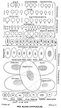 Thumbnail for version as of 17:28, 11 November 2009