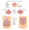 Thumbnail for version as of 08:44, 27 April 2022