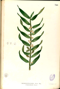 Thumbnail for version as of 07:14, 14 October 2006