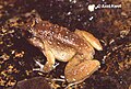 Thumbnail for version as of 09:22, 18 March 2009