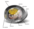 Thumbnail for version as of 21:05, 26 April 2025