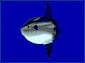 Thumbnail for version as of 22:06, 2 June 2005