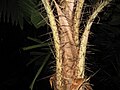Thumbnail for version as of 09:52, 11 January 2008