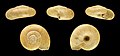 Thumbnail for version as of 16:35, 9 June 2017