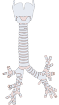 Thumbnail for version as of 14:38, 10 March 2010
